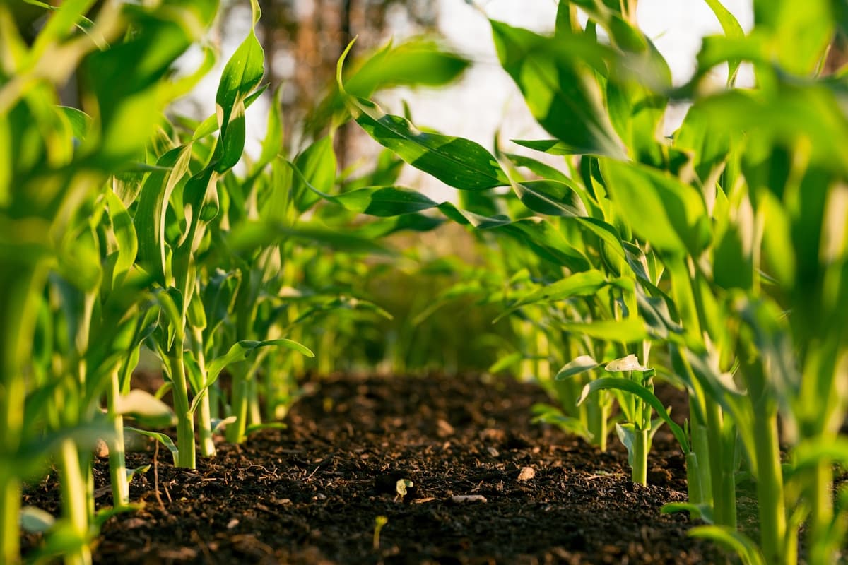 Smart agriculture irrigation system on East African farmland